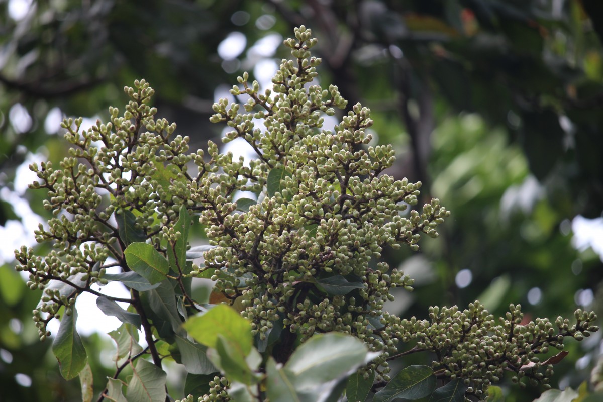 Corymbia torelliana (F.Muell.) K.D.Hill & L.A.S.Johnson